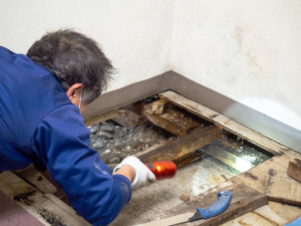 Best Commercial Mold Remediation in Brookmont, MD