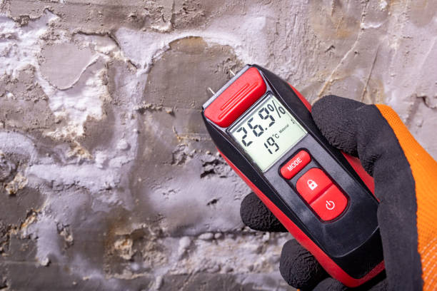 Best White Mold Remediation in Brookmont, MD