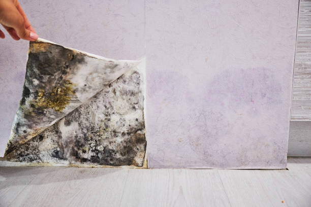 Best Industrial Mold Remediation in Brookmont, MD